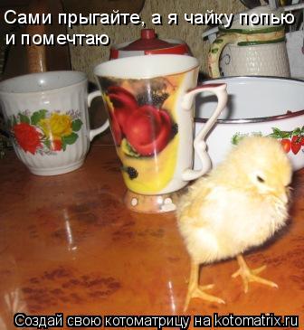Котоматрица: Сами прыгайте, а я чайку попью и помечтаю