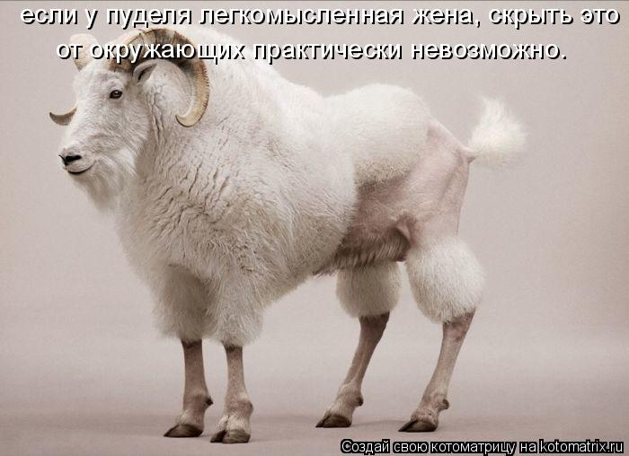 от окружающих практически невозможно. если у пуделя легкомысленная жена, скрыть это... Котоматрица: от окружающих практически невозможно. если у пуделя легкомысленная жена, скрыть это