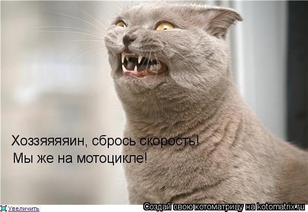 Котоматрица: Хоззяяяяин, сбрось скорость! Мы же на мотоцикле!