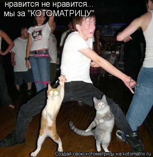 Котоматрица: нравится не нравится... мы за "КОТОМАТРИЦУ"