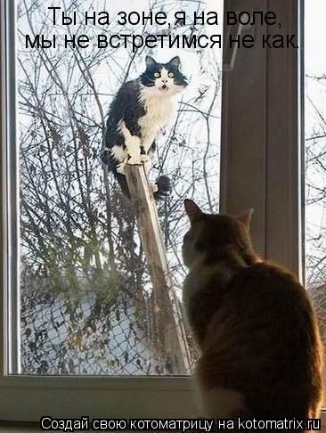 Котоматрица: Ты на зоне,я на воле, мы не встретимся не как.