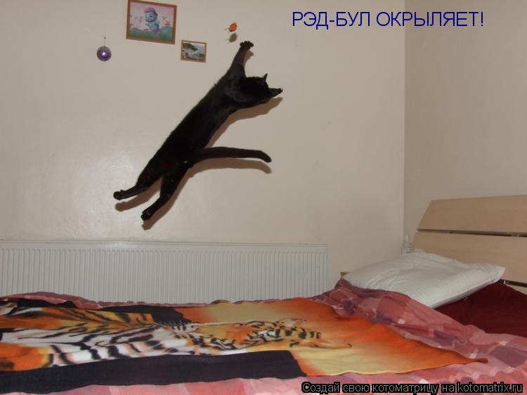 Котоматрица: РЭД-БУЛ ОКРЫЛЯЕТ!