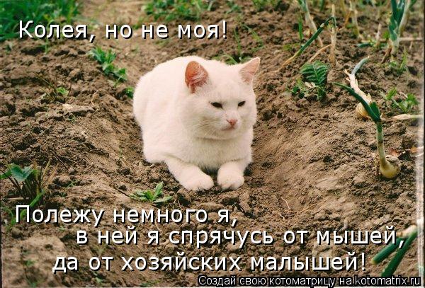 Колея, но не моя! Полежу немного я, в ней я спрячусь от мышей, да от хозяйских малышей!... Котоматрица: Колея, но не моя! Полежу немного я, в ней я спрячусь от мышей, да от хозяйских малышей!