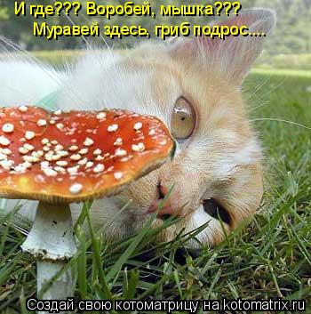 И где??? Воробей, мышка??? Муравей здесь, гриб подрос....... Котоматрица: И где??? Воробей, мышка??? Муравей здесь, гриб подрос....