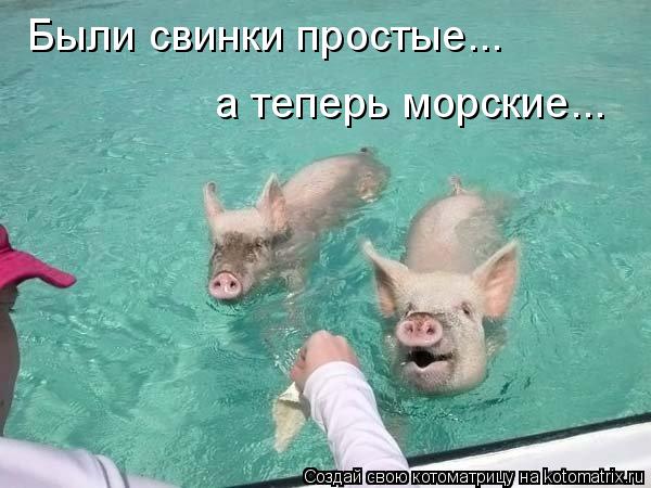 Были свинки простые... а теперь морские...... Котоматрица: Были свинки простые... а теперь морские...