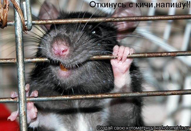 Откинусь с кичи,напишу!!!... Котоматрица: Откинусь с кичи,напишу!!!