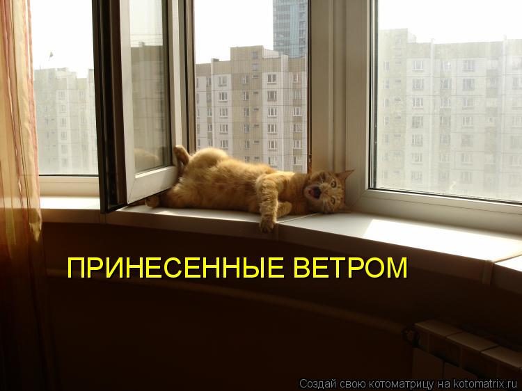 ПРИНЕСЕННЫЕ ВЕТРОМ... Котоматрица: ПРИНЕСЕННЫЕ ВЕТРОМ