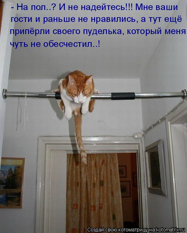 - На пол..? И не надейтесь!!! Мне ваши гости и раньше не нравились, а тут ещё припёрли своего пудельк... Котоматрица: - На пол..? И не надейтесь!!! Мне ваши гости и раньше не нравились, а тут ещё припёрли своего пуделька, который меня чуть не обесчестил..!