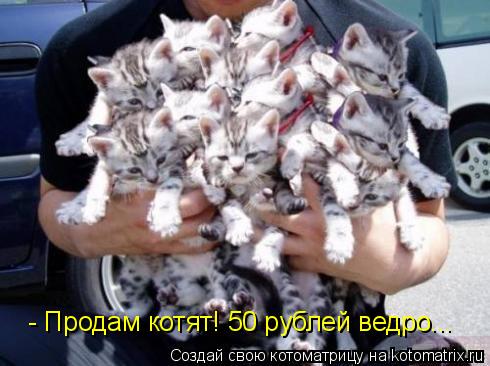Котоматрица: - Продам котят! 50 рублей ведро...