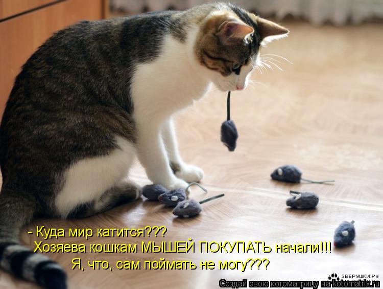 Котоматрица: - Куда мир катится??? Хозяева кошкам МЫШЕЙ ПОКУПАТЬ начали!!! Я, что, сам поймать не могу???