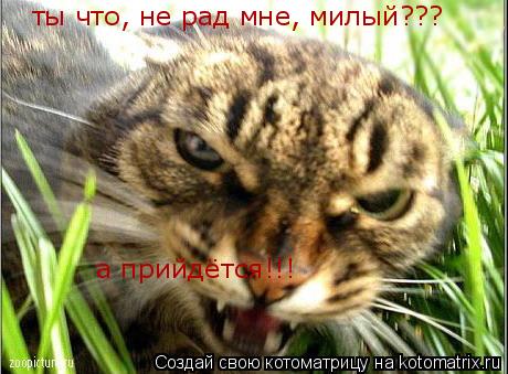 Котоматрица: ты что, не рад мне, милый??? а прийдётся!!!