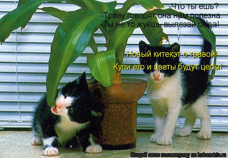 Котоматрица: -Что ты ешь? -Траву говорят она нам полезна. -Ты не то жуёшь вылезай сюда! Новый китекэт с травой! Купи его и цветы будут целы!