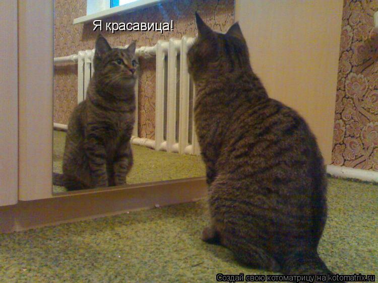 Котоматрица: Я красавица!