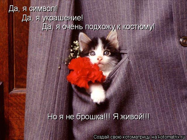 Котоматрица: Да, я символ! Да, я украшение! Да, я очень подхожу к костюму! Но я не брошка!!! Я живой!!!
