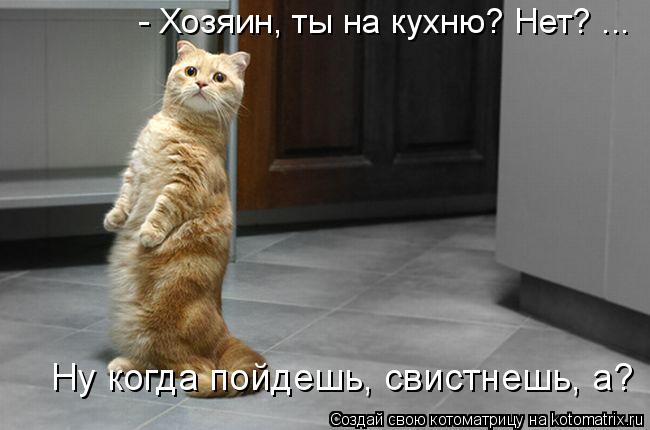 - Хозяин, ты на кухню? Нет? ... Ну когда пойдешь, свистнешь, а?... Котоматрица: - Хозяин, ты на кухню? Нет? ... Ну когда пойдешь, свистнешь, а?