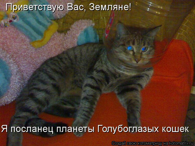 Котоматрица: Приветствую Вас, Земляне! Я посланец планеты Голубоглазых кошек