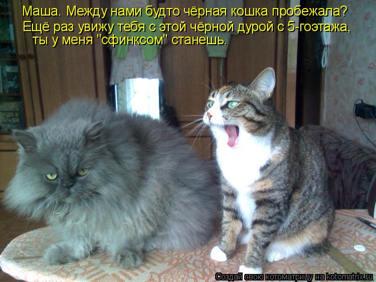 Котоматрица: Маша. Между нами будто чёрная кошка пробежала? Ещё раз увижу тебя с этой чёрной дурой с 5-гоэтажа, ты у меня "сфинксом" станешь.