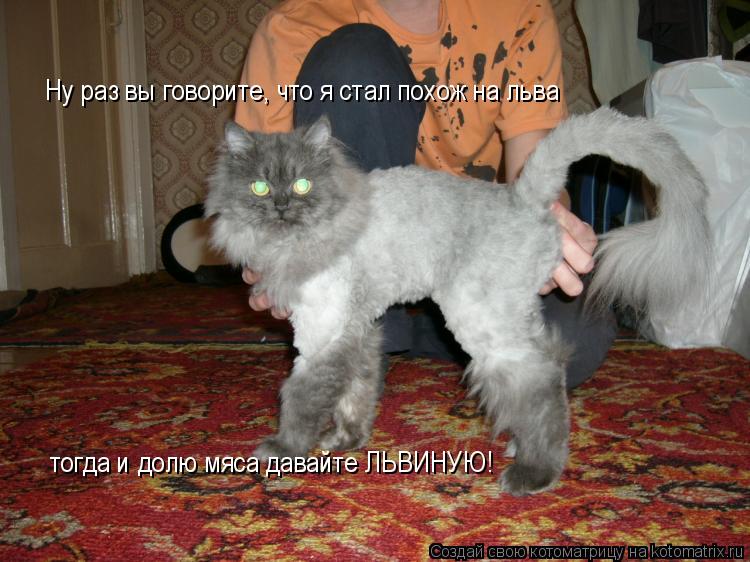 Ну раз вы говорите, что я стал похож на льва тогда и долю мяса давайте ЛЬВИНУЮ!... Котоматрица: Ну раз вы говорите, что я стал похож на льва тогда и долю мяса давайте ЛЬВИНУЮ!