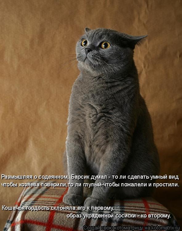 Размышляя о содеянном, Барсик думал - то ли сделать умный вид чтобы хозяева поверили,то ли глупый-что... Котоматрица: Размышляя о содеянном, Барсик думал - то ли сделать умный вид чтобы хозяева поверили,то ли глупый-чтобы пожалели и простили. Кошачья гордост
