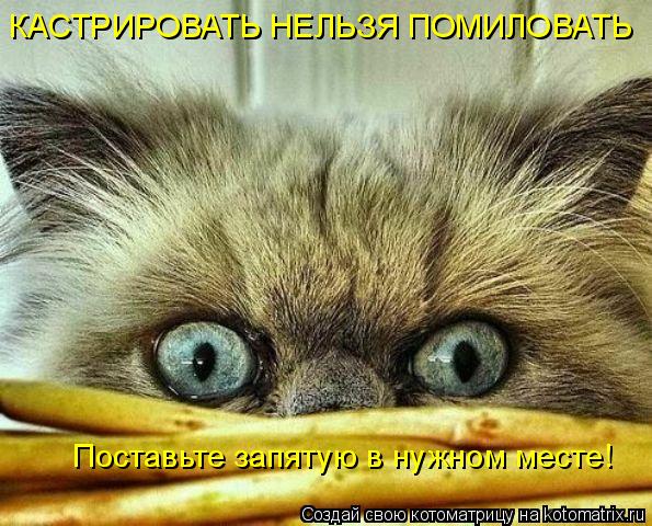 КАСТРИРОВАТЬ НЕЛЬЗЯ ПОМИЛОВАТЬ Поставьте запятую в нужном месте!... Котоматрица: КАСТРИРОВАТЬ НЕЛЬЗЯ ПОМИЛОВАТЬ Поставьте запятую в нужном месте!