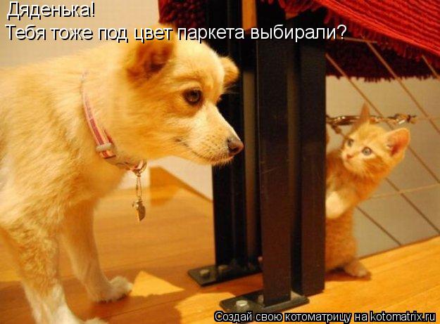 Котоматрица: Дяденька!  Тебя тоже под цвет паркета выбирали?