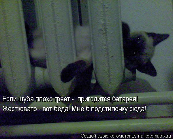 Если шуба плохо греет - пригодится батарея! Жестковато - вот беда! Мне б подстилочку сюда!... Котоматрица: Если шуба плохо греет - пригодится батарея! Жестковато - вот беда! Мне б подстилочку сюда!