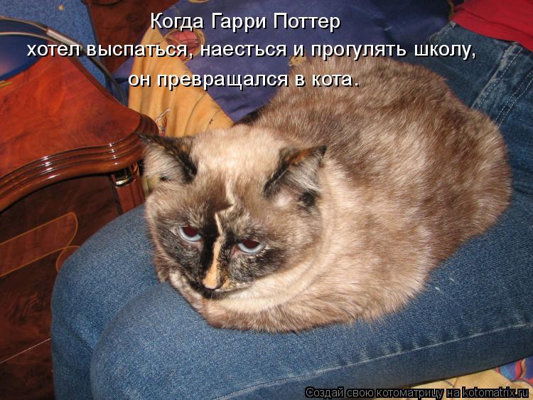 Котоматрица: Когда Гарри Поттер хотел выспаться, наесться и прогулять школу, он превращался в кота.