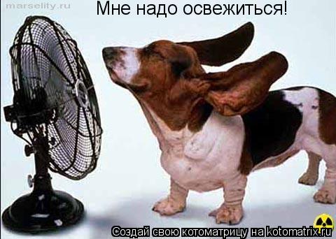 Котоматрица: Мне надо освежиться!