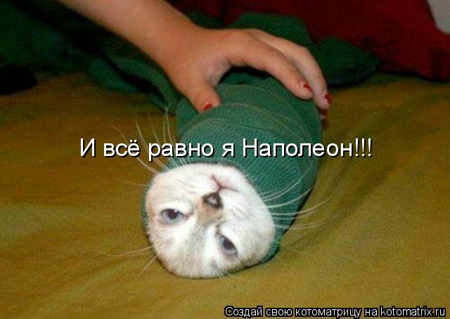 Котоматрица: И всё равно я Наполеон!!!