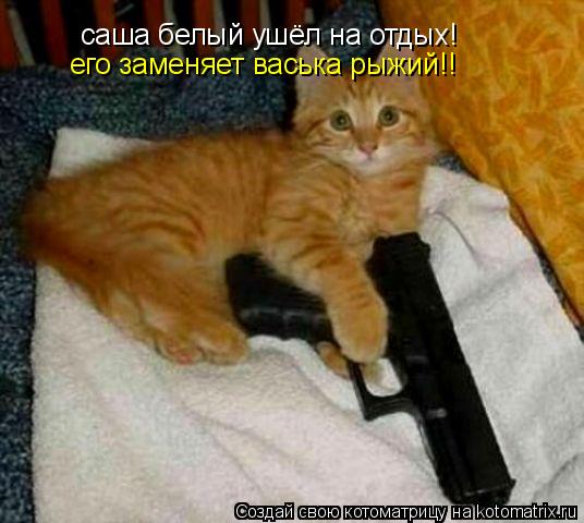 Котоматрица: саша белый ушёл на отдых! его заменяет васька рыжий!!