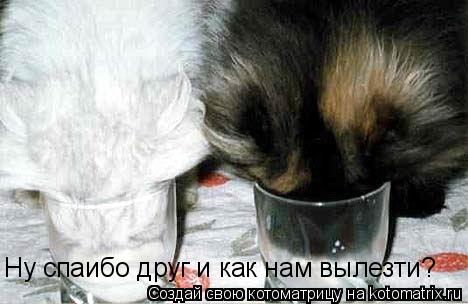 Котоматрица: Ну спаибо друг и как нам вылезти?