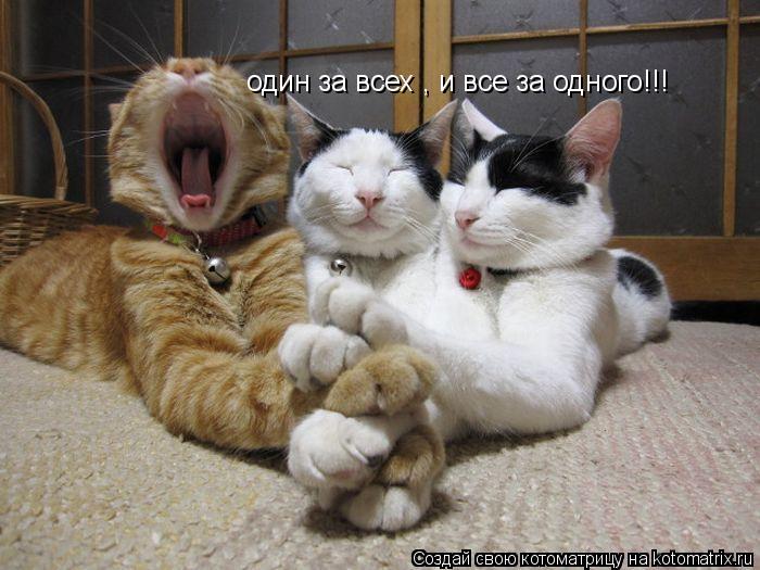 Котоматрица: один за всех , и все за одного!!!