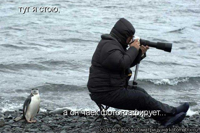 Котоматрица: тут я стою, а он чаек фотографирует...