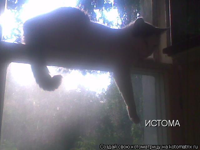 Котоматрица: ИСТОМА