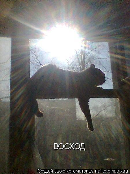 Котоматрица: ВОСХОД