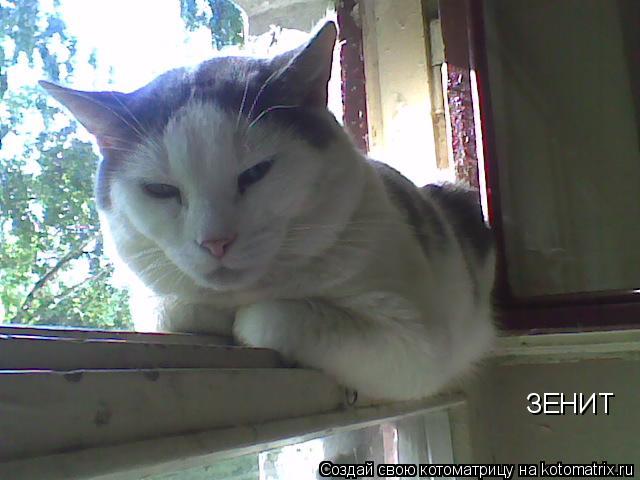 Котоматрица: ЗЕНИТ
