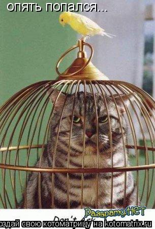 Котоматрица: опять попался...