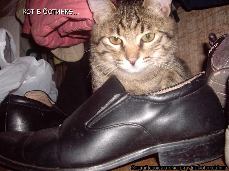 Котоматрица: кот в ботинке...