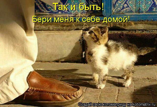 Котоматрица: Так и быть! Бери меня к себе домой!