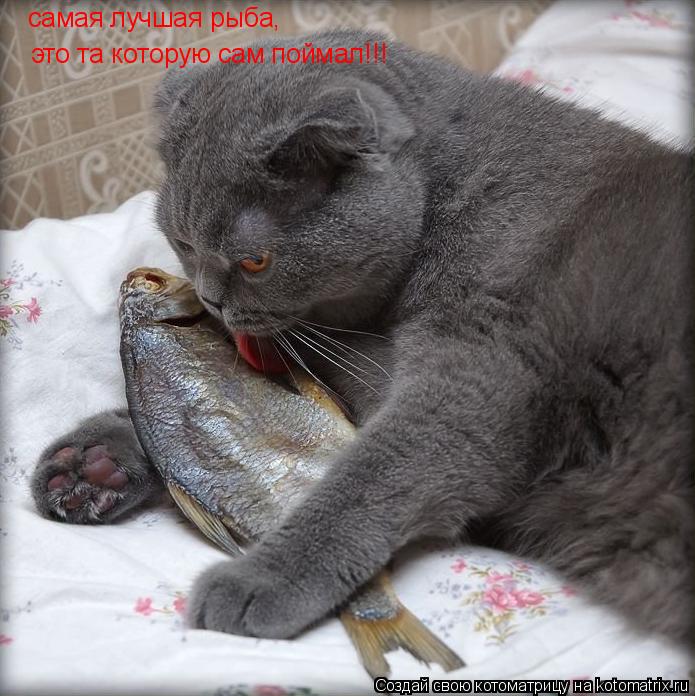 Котоматрица: самая лучшая рыба, это та которую сам поймал!!!