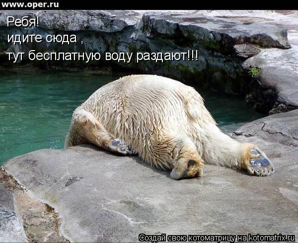 Котоматрица: Ребя! идите сюда ,  тут бесплатную воду раздают!!!