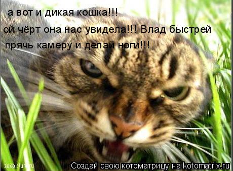 Котоматрица: а вот и дикая кошка!!! ой чёрт она нас увидела!!! Влад быстрей прячь камеру и делай ноги!!!
