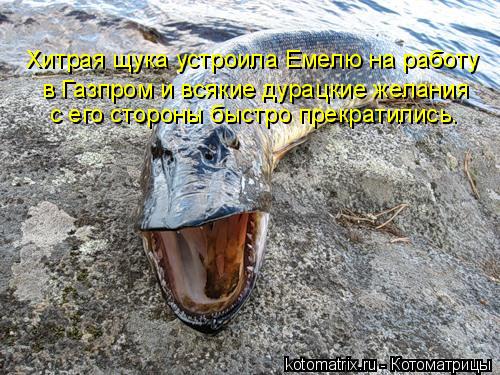 в Газпром и всякие дурацкие желания Хитрая щука устроила Емелю на работу с его стороны быстро прекр... Котоматрица: в Газпром и всякие дурацкие желания Хитрая щука устроила Емелю на работу с его стороны быстро прекратились.