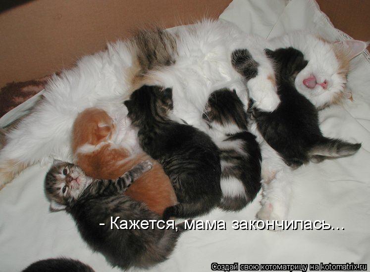 - Кажется, мама закончилась...... Котоматрица: - Кажется, мама закончилась...