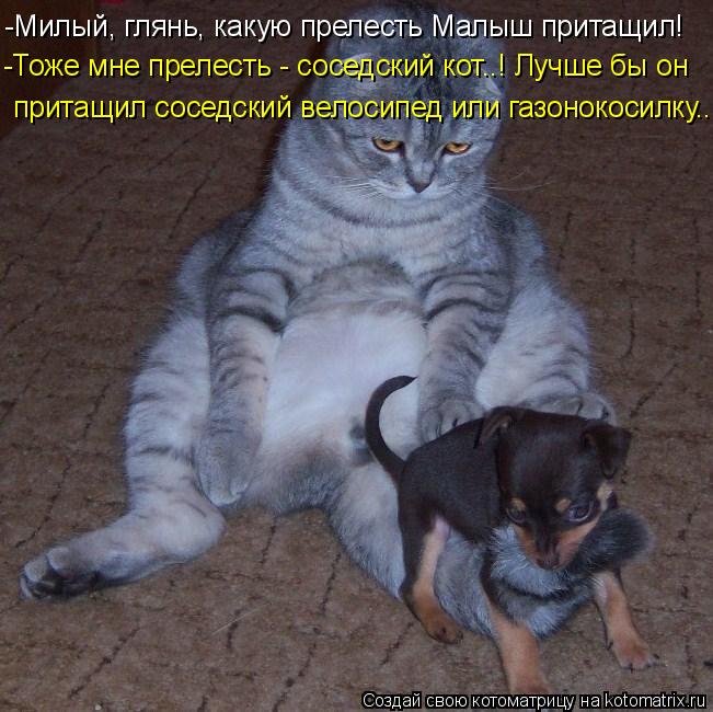 -Милый, глянь, какую прелесть Малыш притащил! -Тоже мне прелесть - соседский кот..! Лучше бы он прита... Котоматрица: -Милый, глянь, какую прелесть Малыш притащил! -Тоже мне прелесть - соседский кот..! Лучше бы он притащил соседский велосипед или газонокосилк