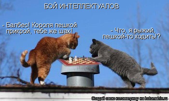 Котоматрица: БОЙ ИНТЕЛЛЕКТУАЛОВ - Что, я рыжий,  пешкой-то ходить!? - Балбес! Короля пешкой прикрой, тебе же шах!