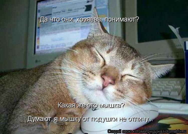 Да что они, хозяева, понимают? Какая же это мышка? Думают, я мышку от подушки не отличу...... Котоматрица: Да что они, хозяева, понимают? Какая же это мышка? Думают, я мышку от подушки не отличу...