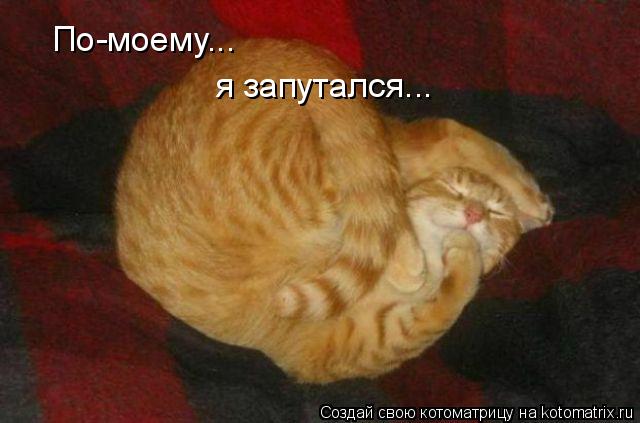 Котоматрица: По-моему... я запутался...