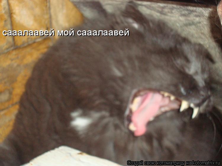 Котоматрица: сааалаавей мой сааалаавей