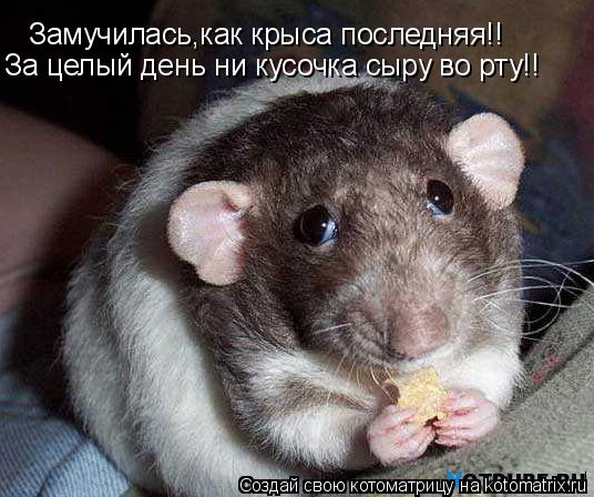 Котоматрица: Замучилась,как крыса последняя!! За целый день ни кусочка сыру во рту!!